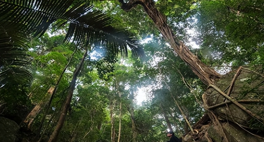 Brazilian rainforest protection, combating illegal logging and land ...