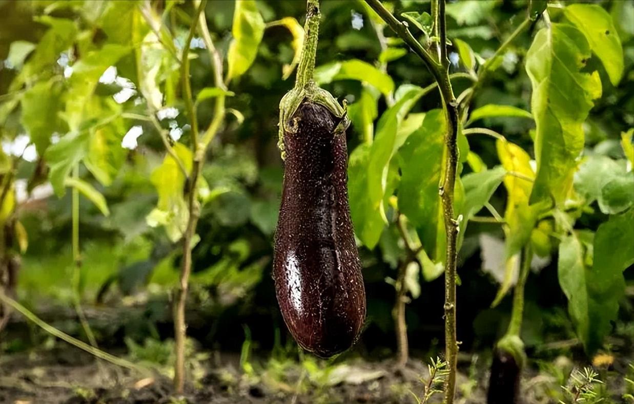 If you want to increase the yield of eggplant, you must scientifically