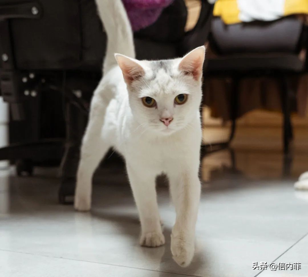 Obviously everyone eats the same meal, why is your cat fat? iNEWS