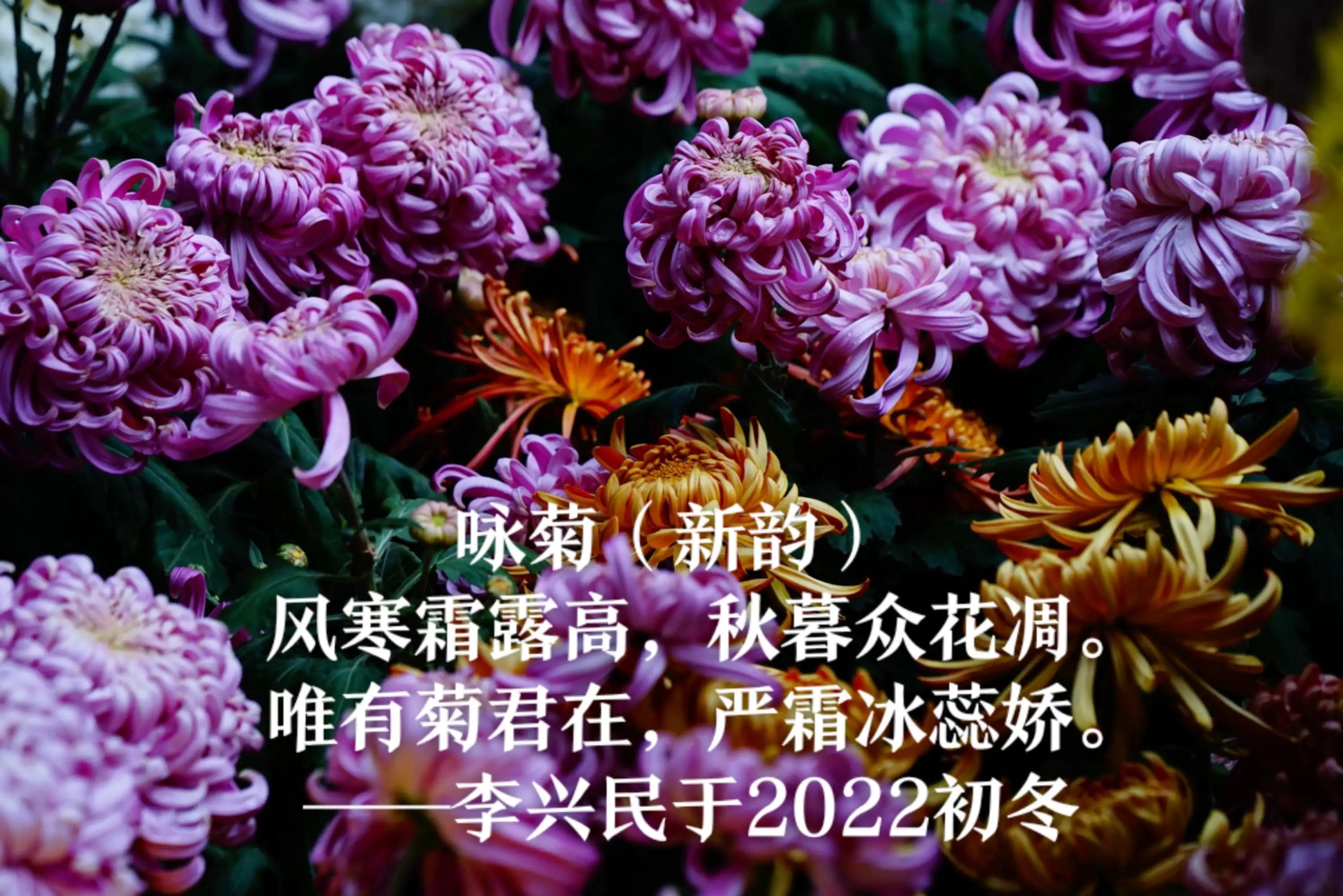 Two Chrysanthemums (New Rhyme) iNEWS