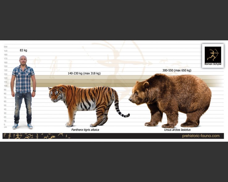 Siberian tiger vs Ussuri brown bear, who is the real king of Siberia ...