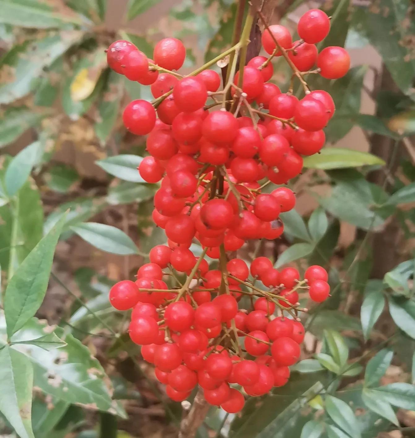 南天竹的紅果果能吃嗎？ - 資訊咖