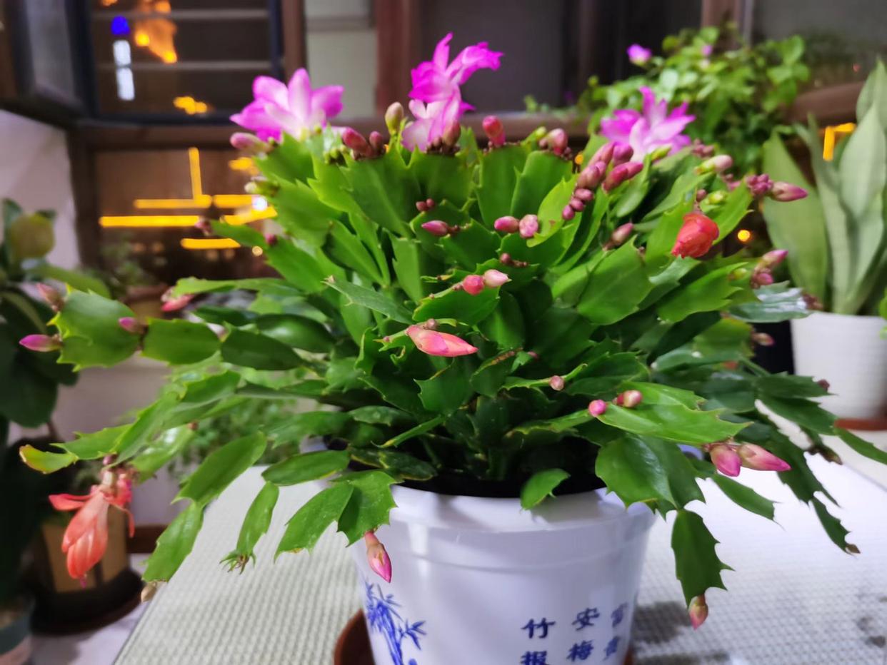 If you want the crab claw orchid to bloom, do this "little action