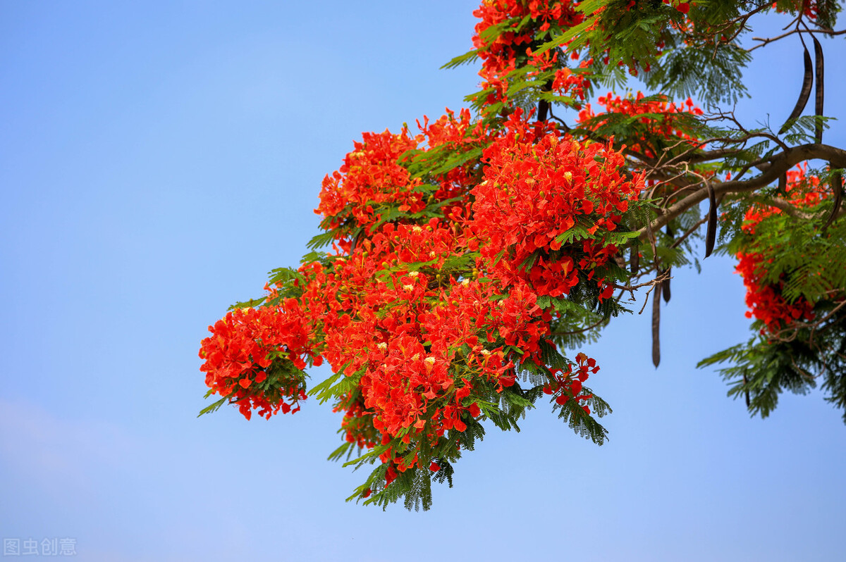 Do you know the meaning of phoenix flower? - iNEWS