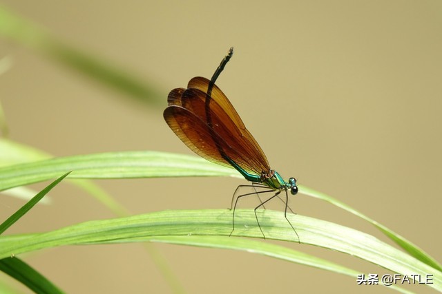 Flying Insect Cargo Color Why do yellow clothes attract flying insects more? - iNEWS