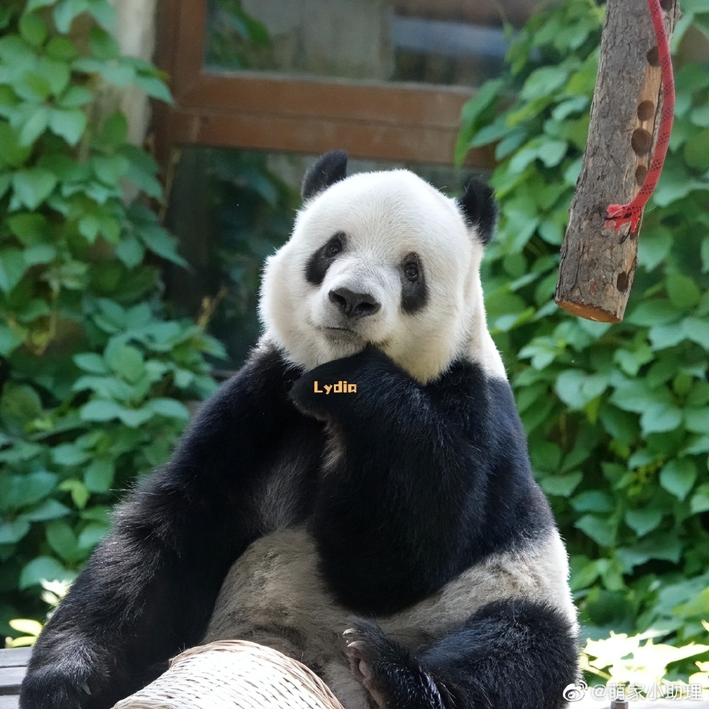 Have you ever seen a panda breaking bamboo with its face? Come and see ...