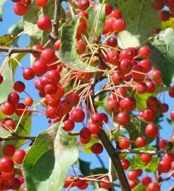 我的微信名是山丁子花开 之二 富饶的大山 资讯咖