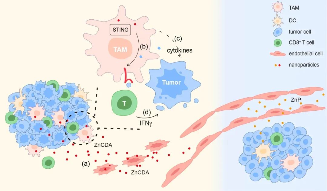 Ifn-i-independent Nano-sting Agonist Promotes Self-tumor Targeting And 