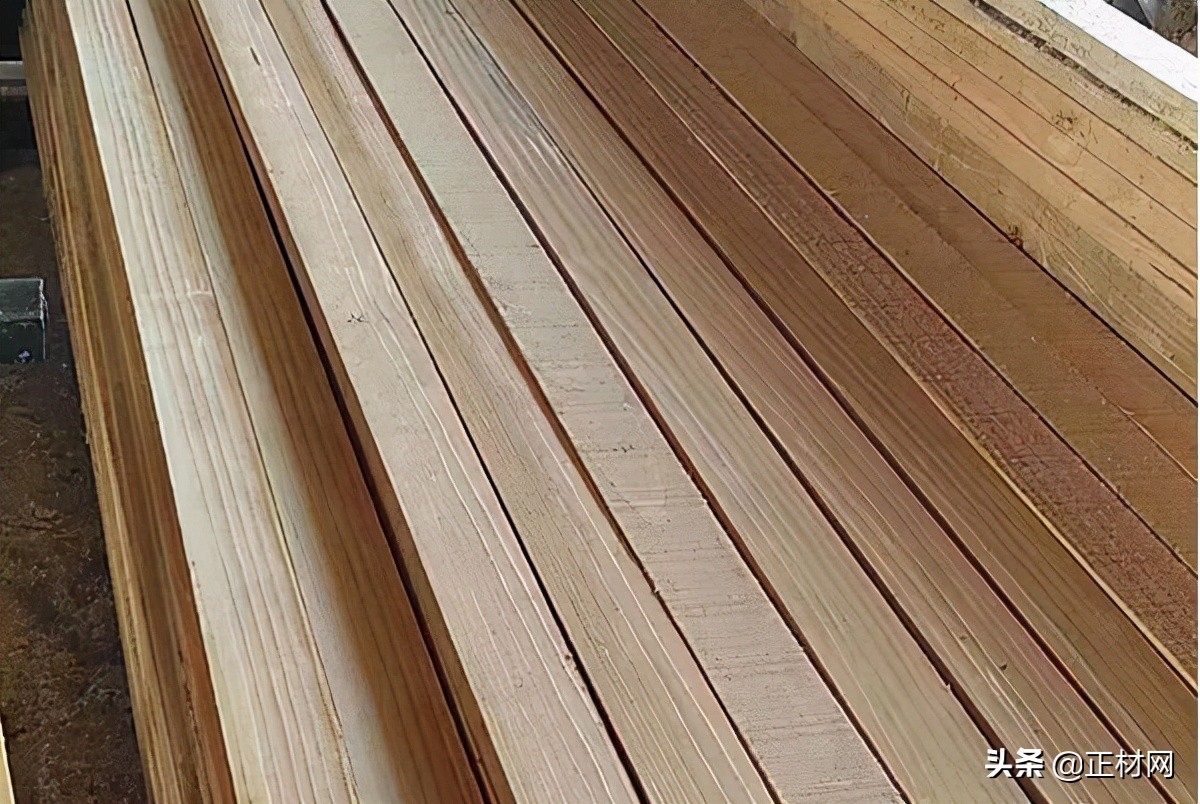 What is radiata pine and what are its uses? iNEWS