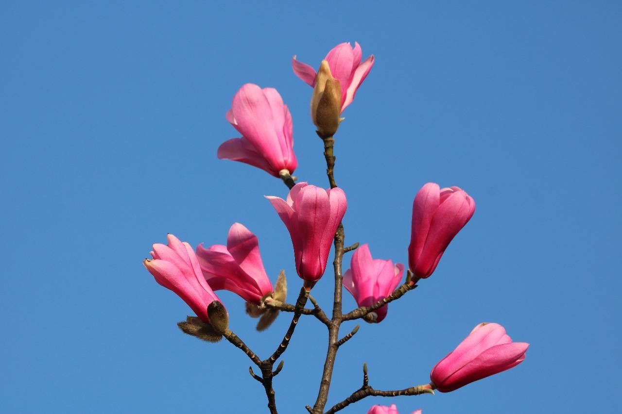 Magnolia, Magnolia, Magnolia, Magnolia, Magnolia, what is the