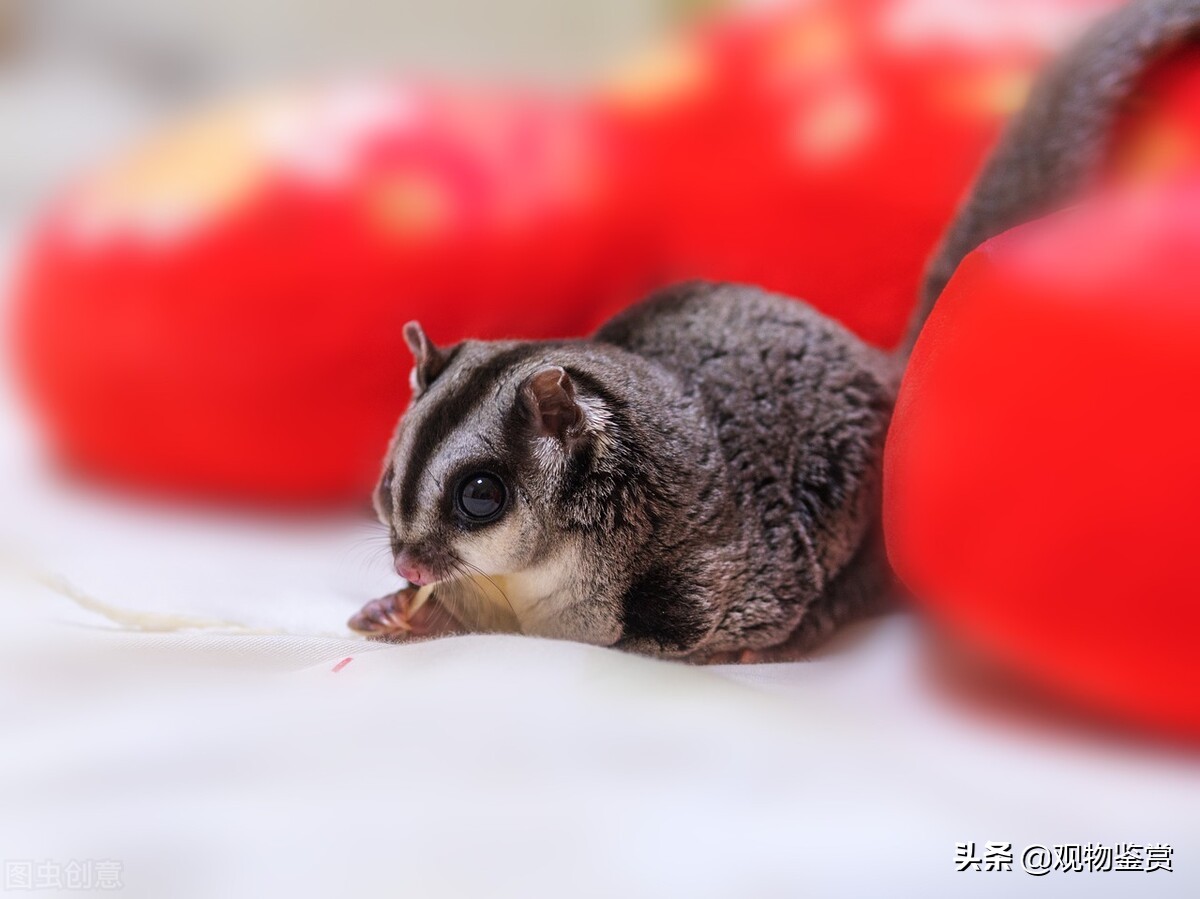 Among The Calls Of The Honey Glider There Is A Sound Like A Dog