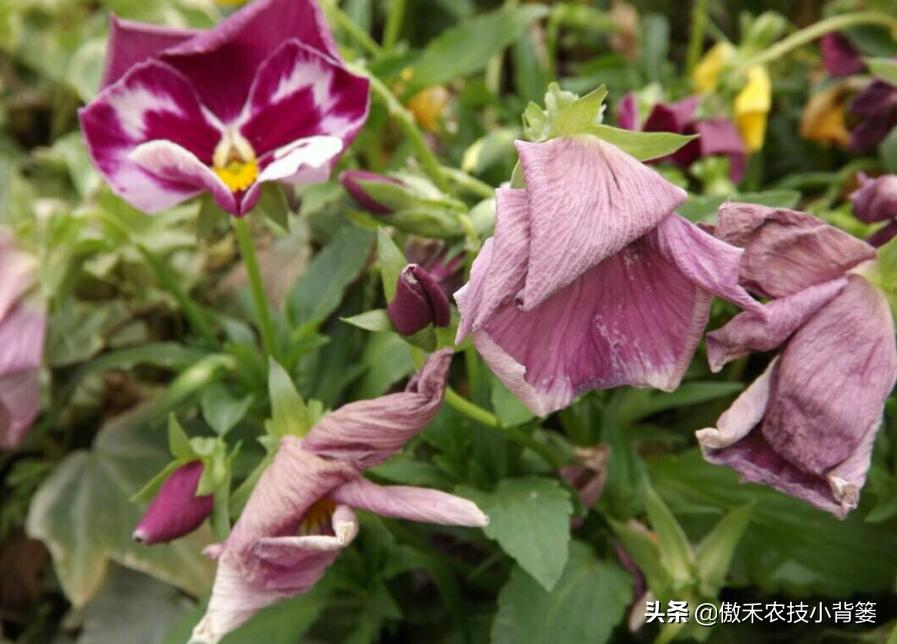 When vegetables and flowers wilt, why do the wilting heavier and