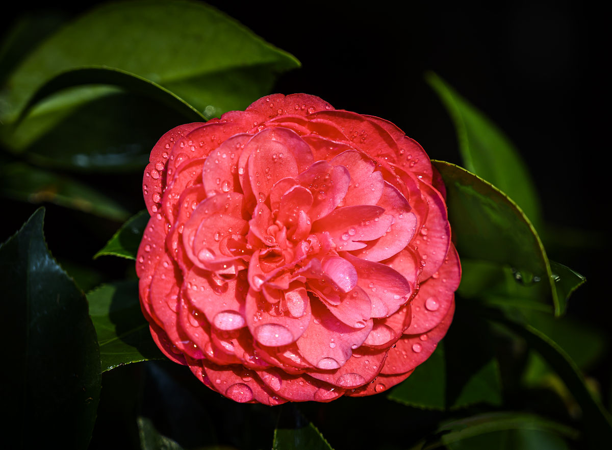 When raising camellias in dog days, pay attention to 2 more and 2 less