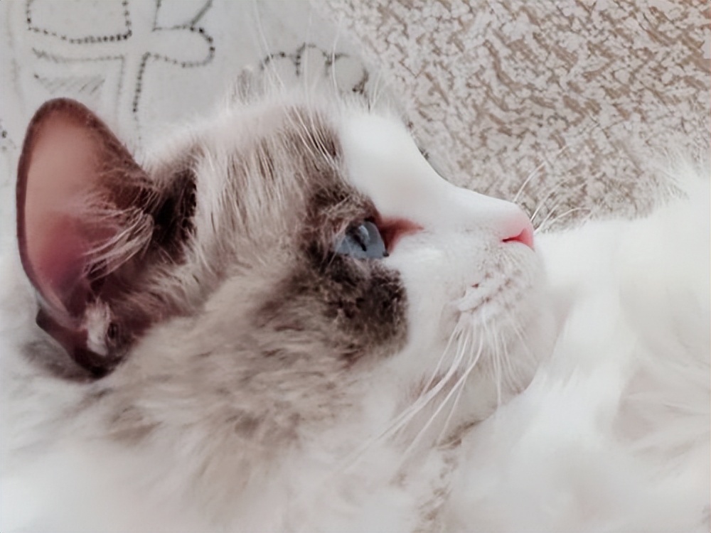 Why do cats rub against walls? Find out why cats rub against walls! iNEWS