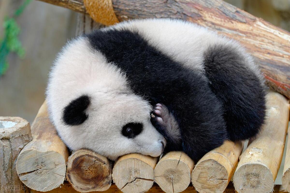 The food mystery of giant pandas: why do they choose bamboo as their