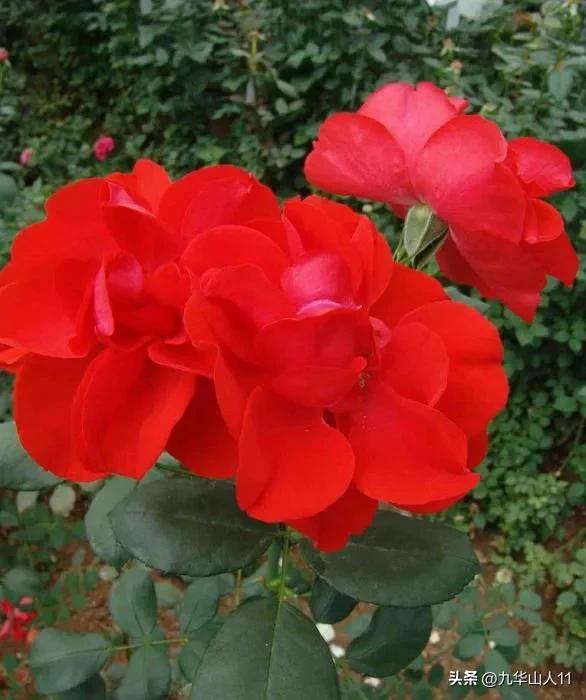 Brief Introduction of Ancient Chinese Rose Varieties (7) iNEWS
