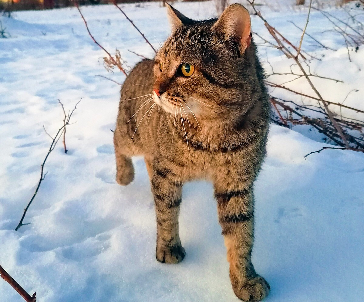 Come and meet the wild cats living in the forests and grasslands of