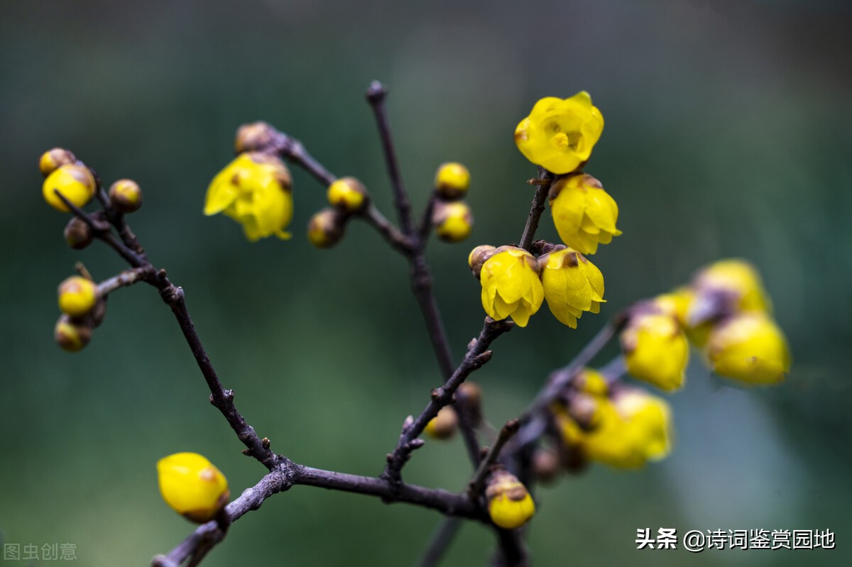 李清照4首写早春景色的词 情景交融 堪称一绝 值得一读 资讯咖