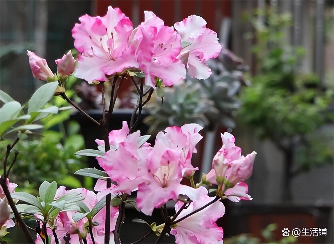 How to cut azaleas after blooming?The branches and leaves should be cut