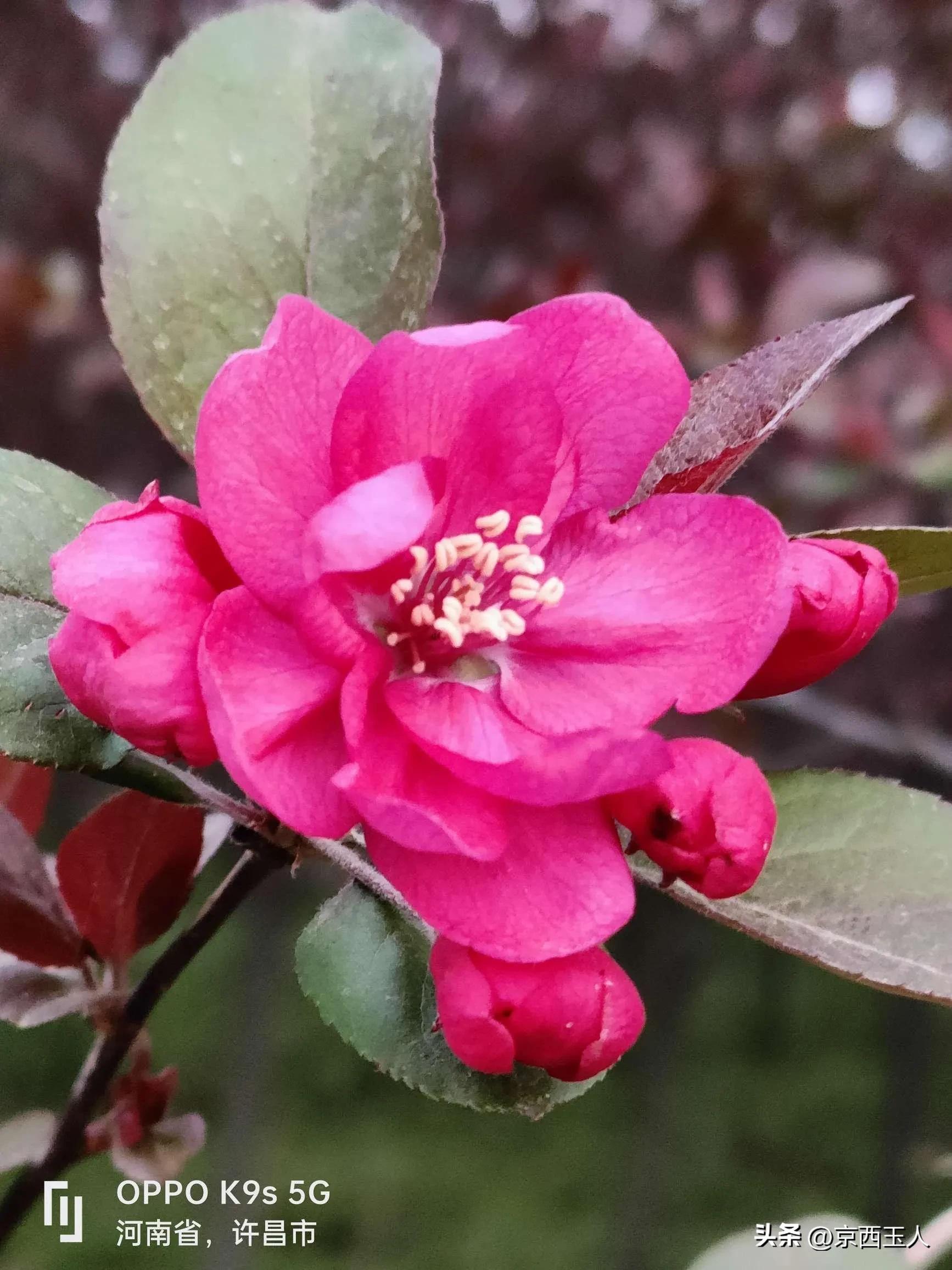 Yutang Fugui Begonia - iMedia