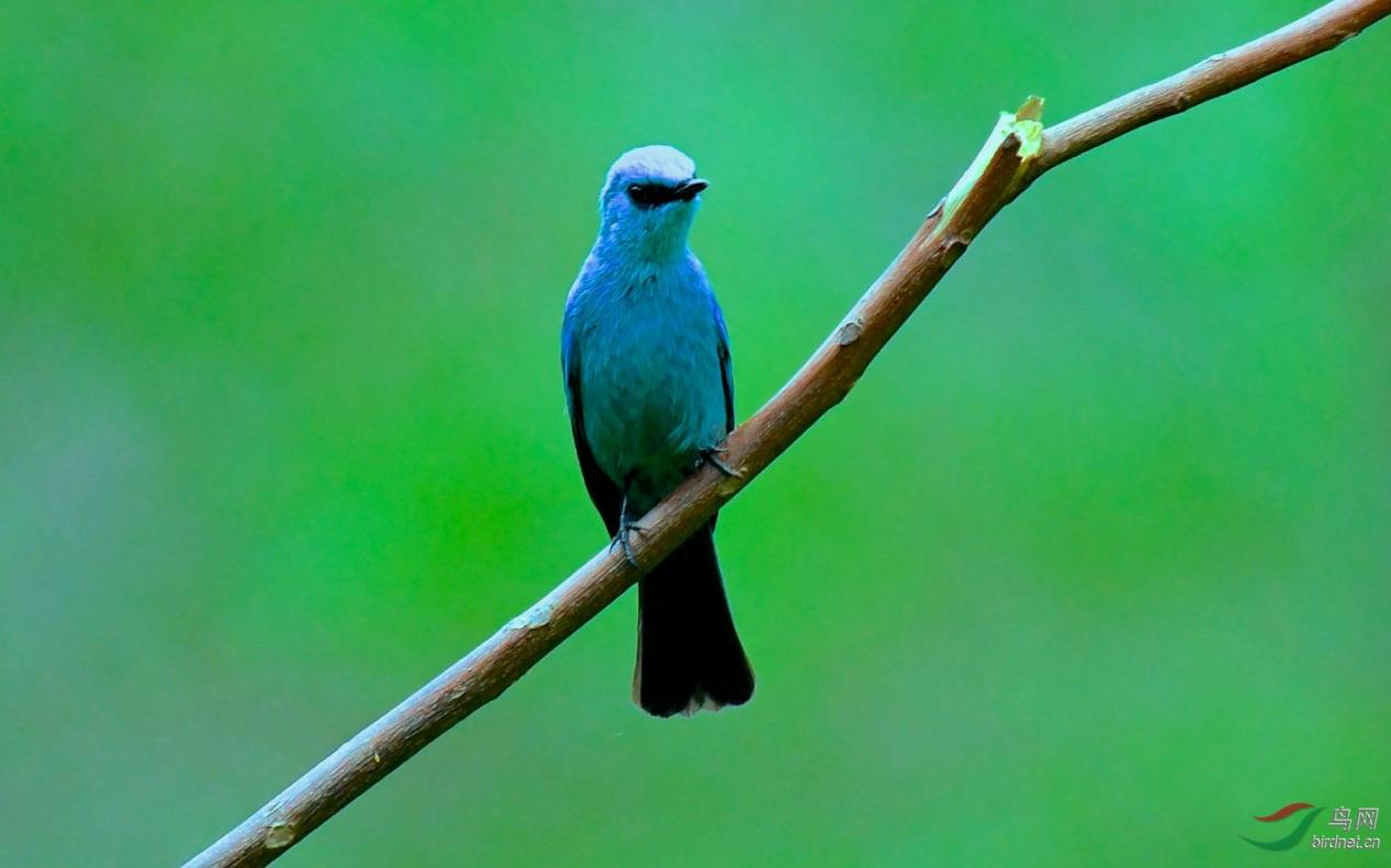 Copper blue flycatcher the "blue enchantress" among birds iNEWS