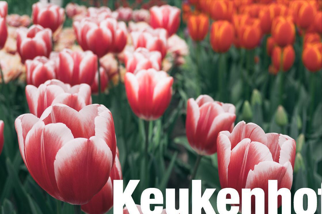 1637年荷蘭「鬱金香泡沫」，人類史上第一次金融危機，簡直災難！ - 資訊咖