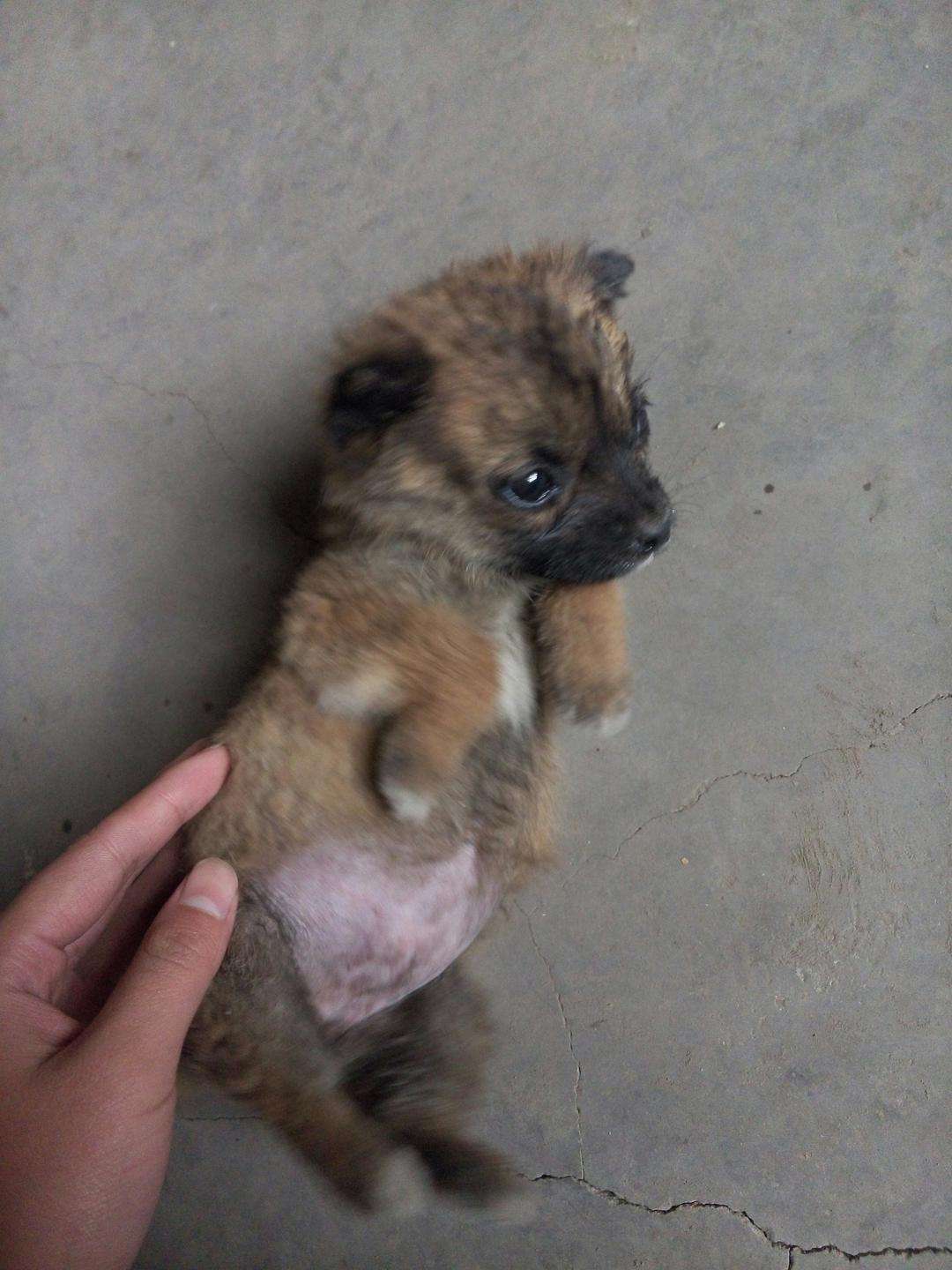 Afraid of dogs, I was hit on the waist by the affection of a small ...