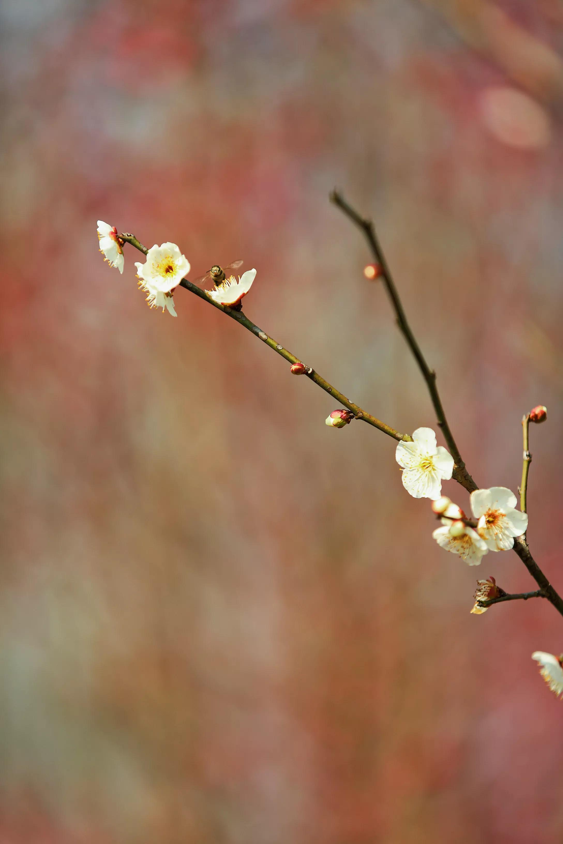 梅花香自来 资讯咖