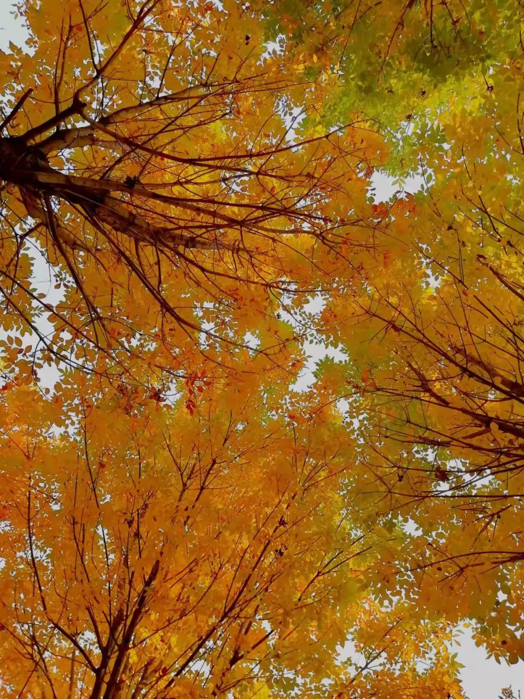 Sentimental Autumn