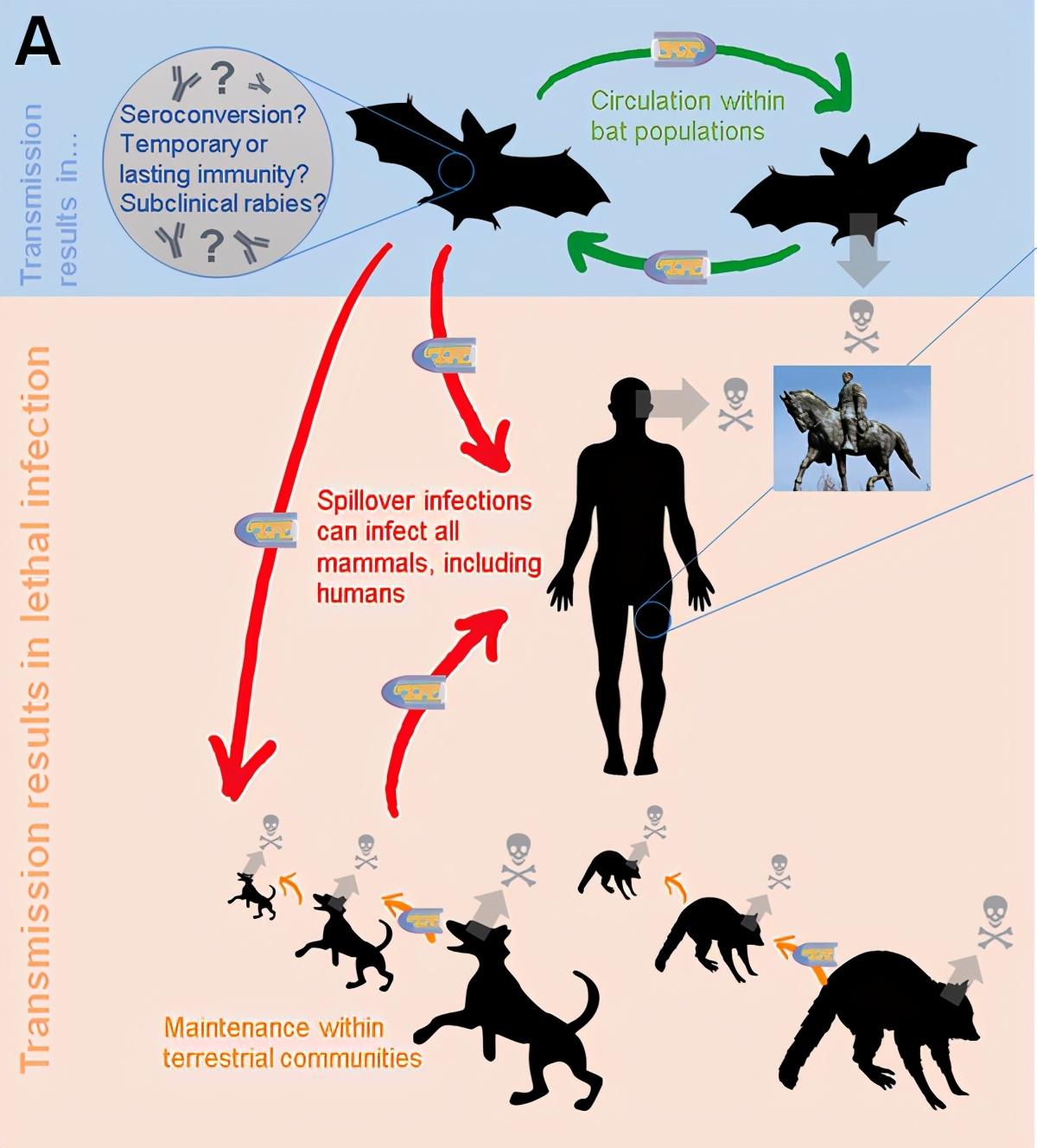 Why do dogs with rabies bite people, while bats carry the virus for a