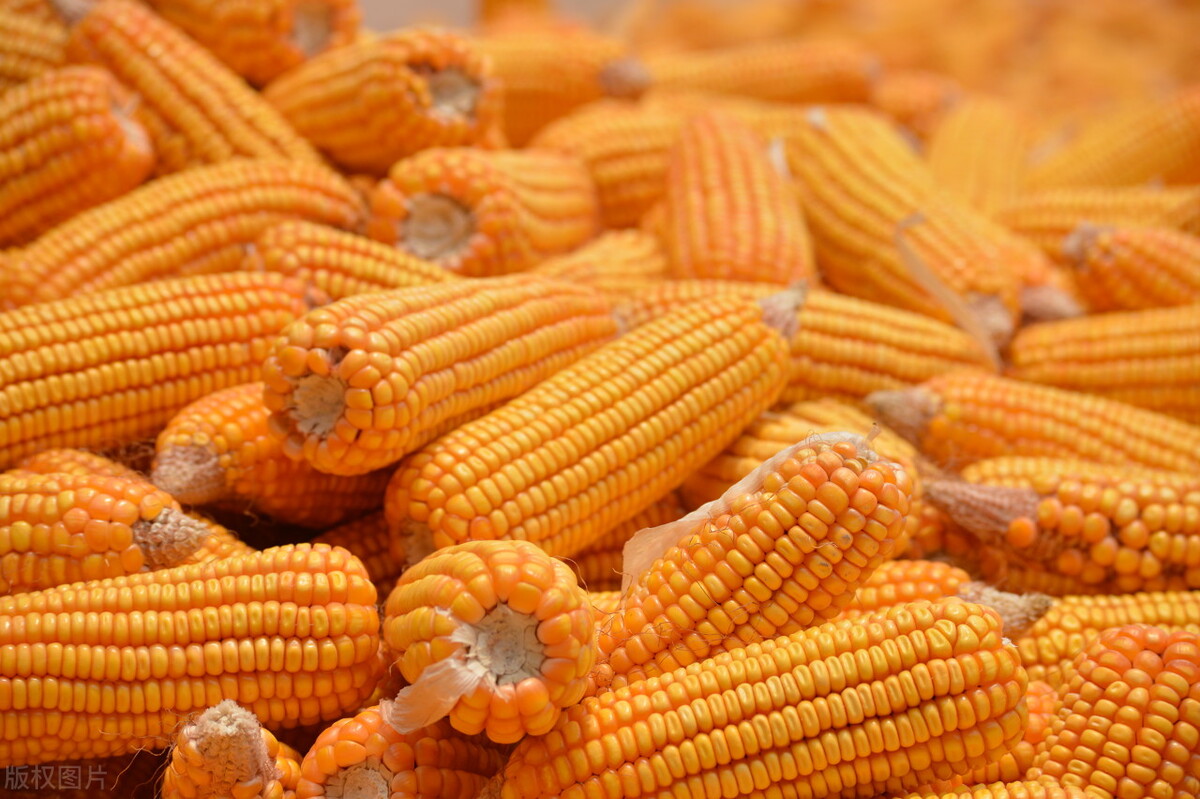 Top 10 Corn Producing Countries in the World (2022) iMedia