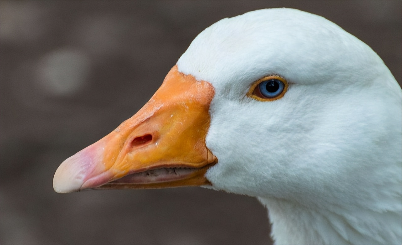 Why are animals afraid of geese?Where there are geese, no snakes?The