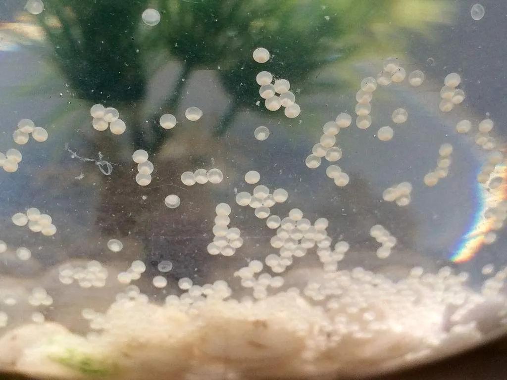 Why do goldfish eat their own children? iNEWS