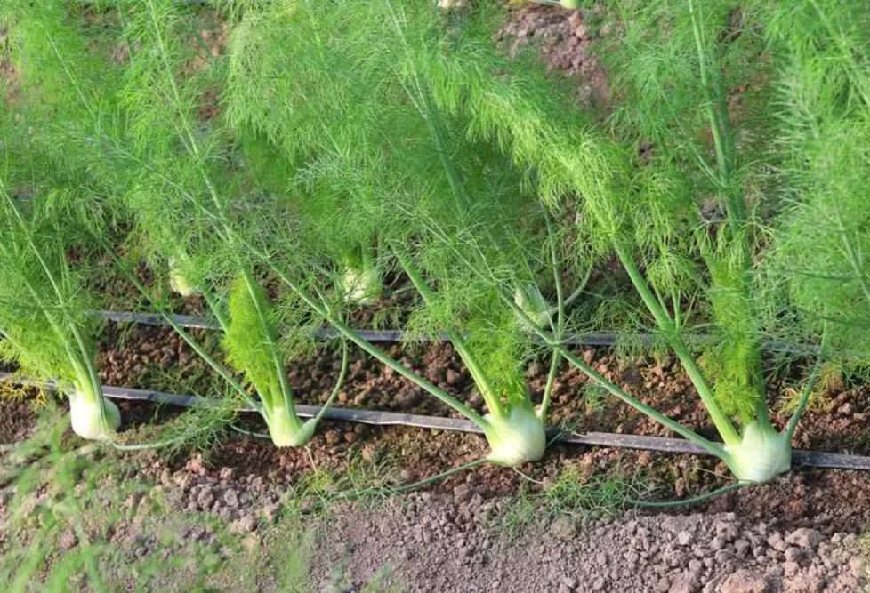 There is a strange dish in Sichuan, the taste is bigger than coriander