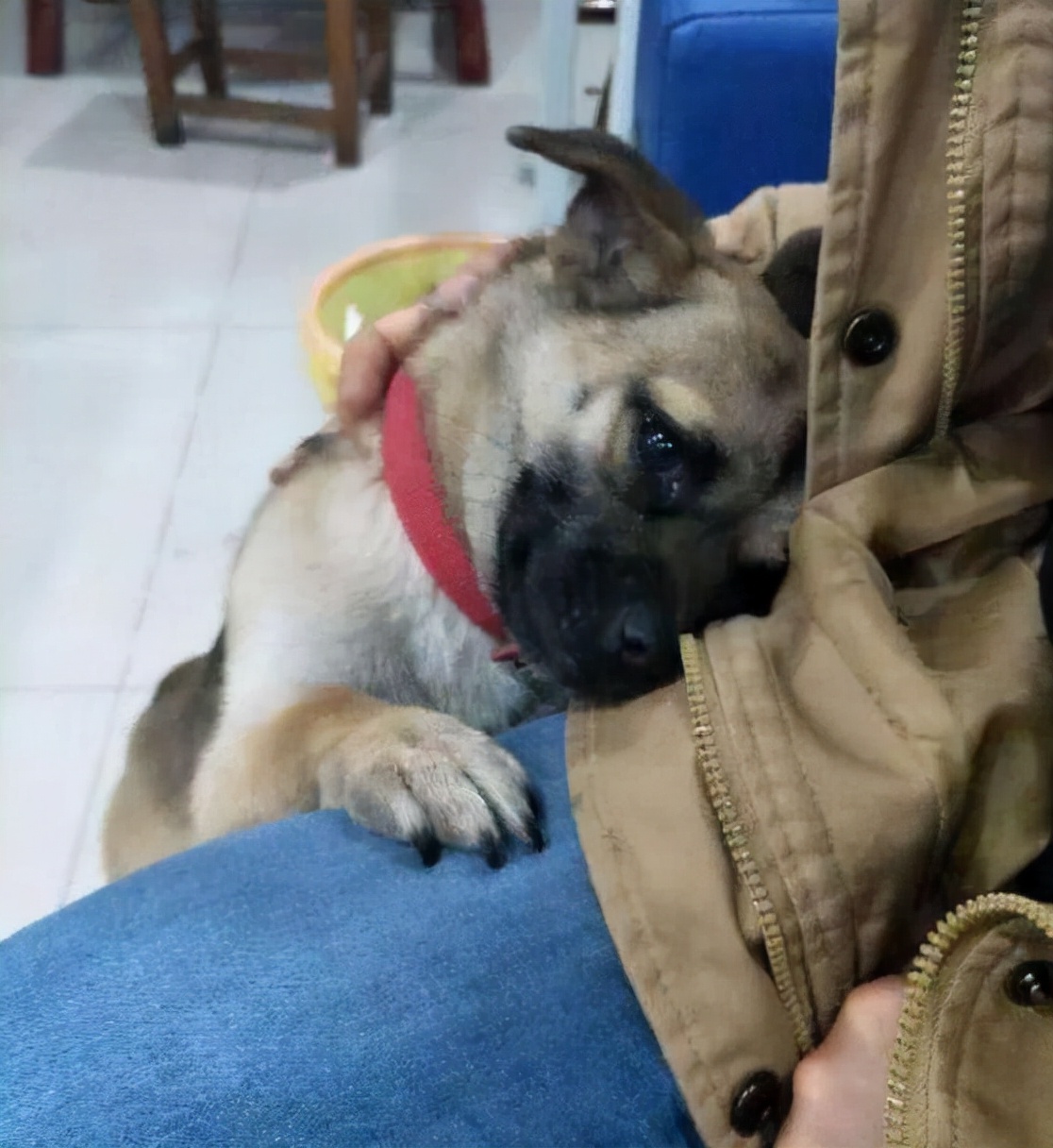 Dogs "bump you with their heads" are nothing more than trying to tell you these things iNEWS