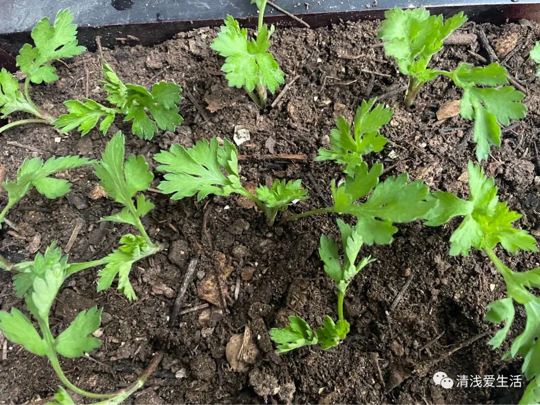 Chrysanthemum cuttings are simple and have a high survival rate iNEWS