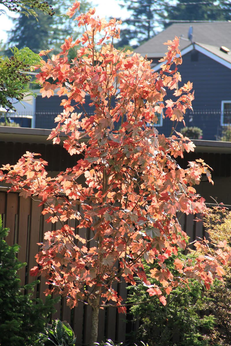 Eurasian Maple: Eskimo Sunset (Esk Sunset) - iNEWS