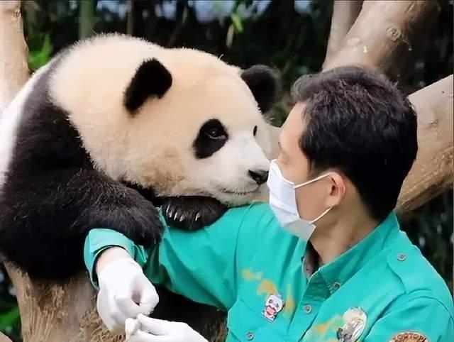 Giant Panda: The Diplomatic Role and Significance of China's Friendship ...