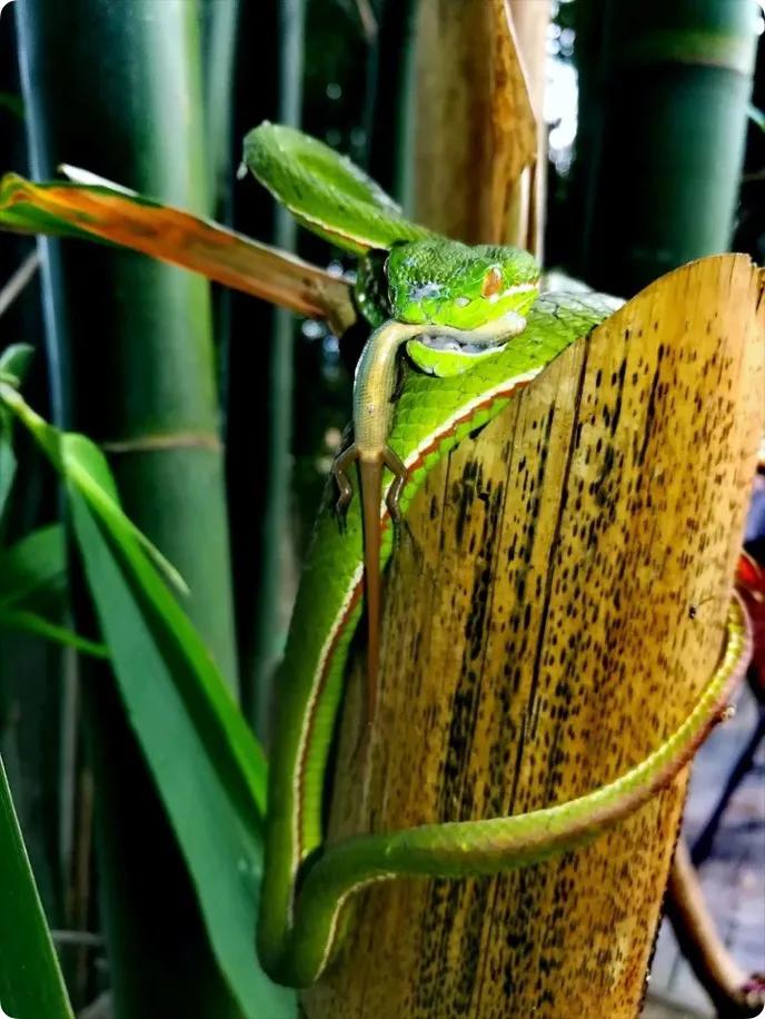Take you to know the Chinese poisonous snake Zhu Yeqing correctly - iNEWS