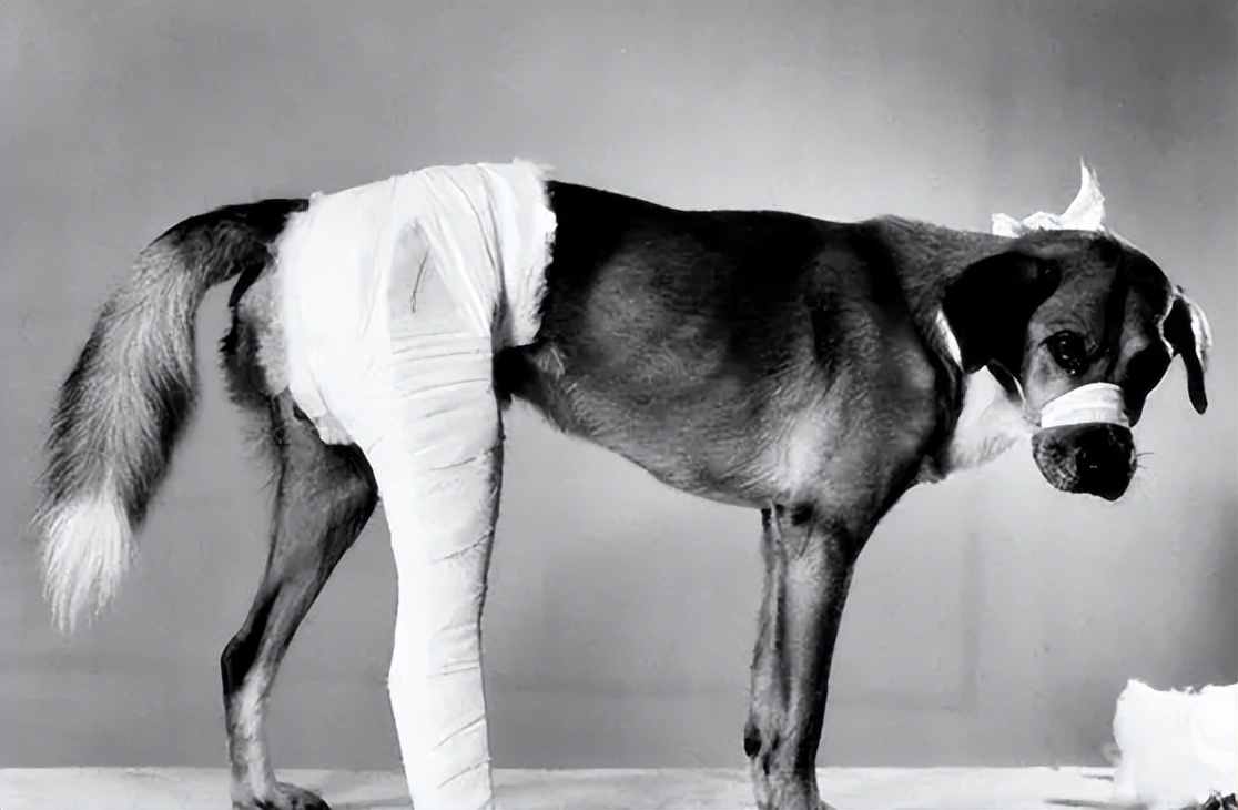 Knowledge about bone diseases in dogs iNEWS