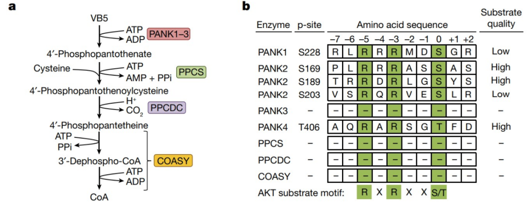 A core force driving cellular metabolism: PI3K drives de novo synthesis ...