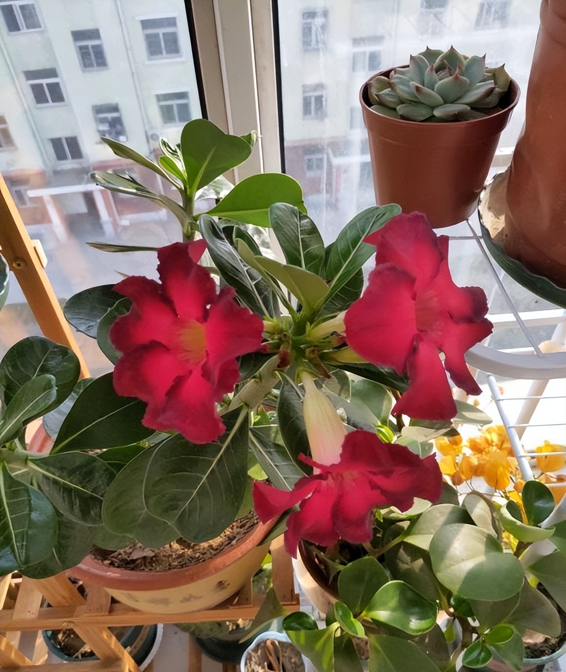 How to raise desert roses?80 of the pellets, water once a month, no