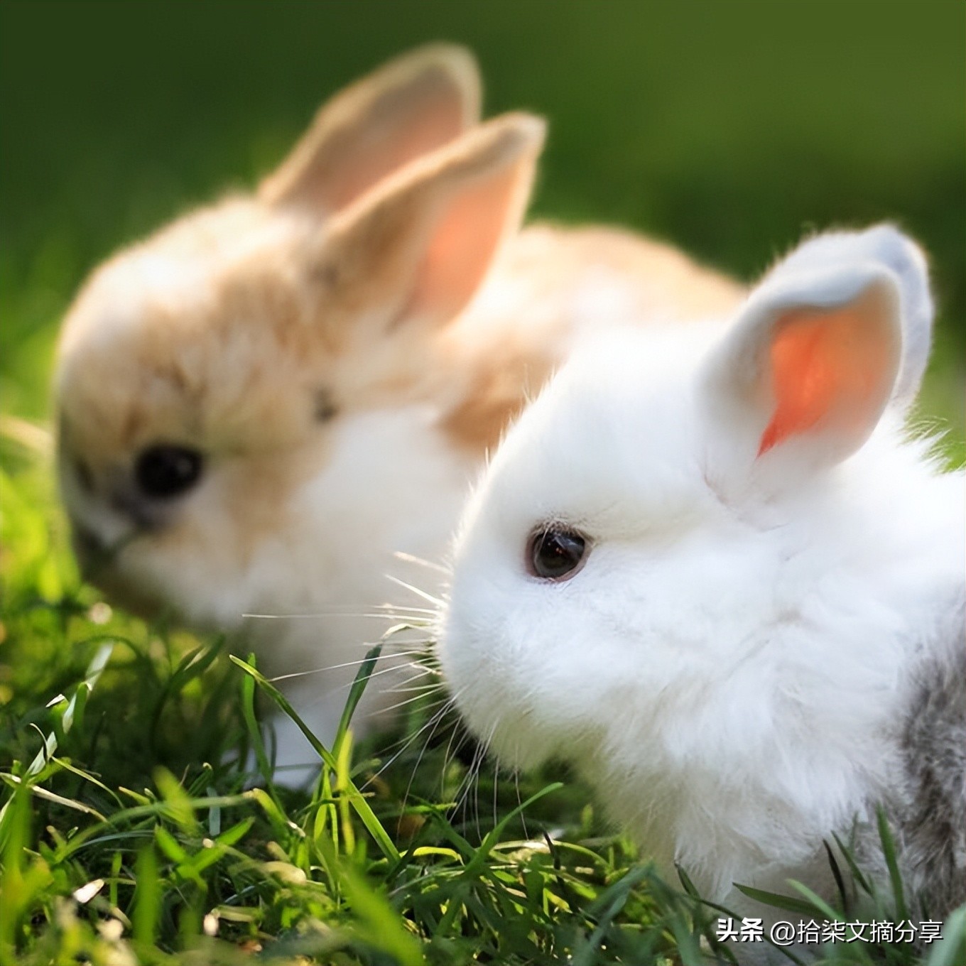 The Many Faces of Rabbits in Chinese History and Culture - iMedia