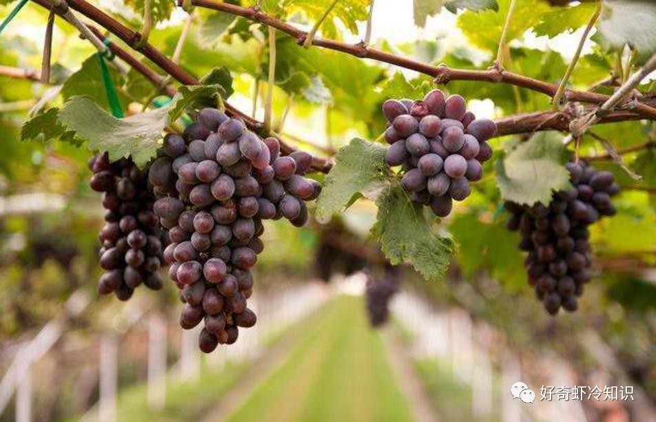 Can't eat too many grapes?Falling into the water is the same as hitting