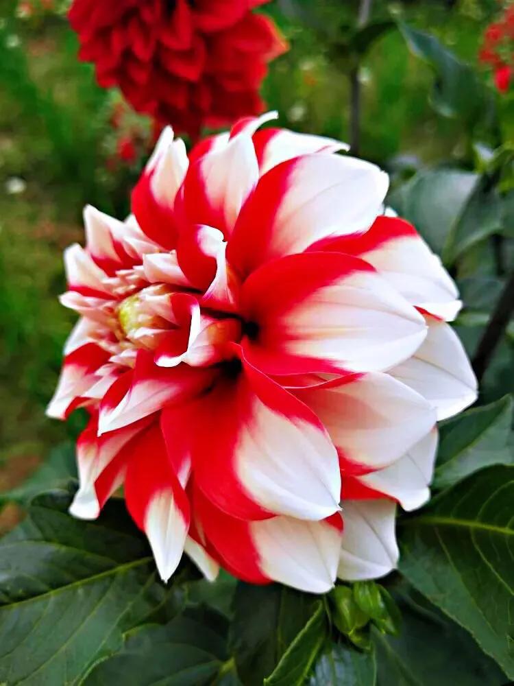 World Famous Flower Beautiful And Charming Dahlia Inews