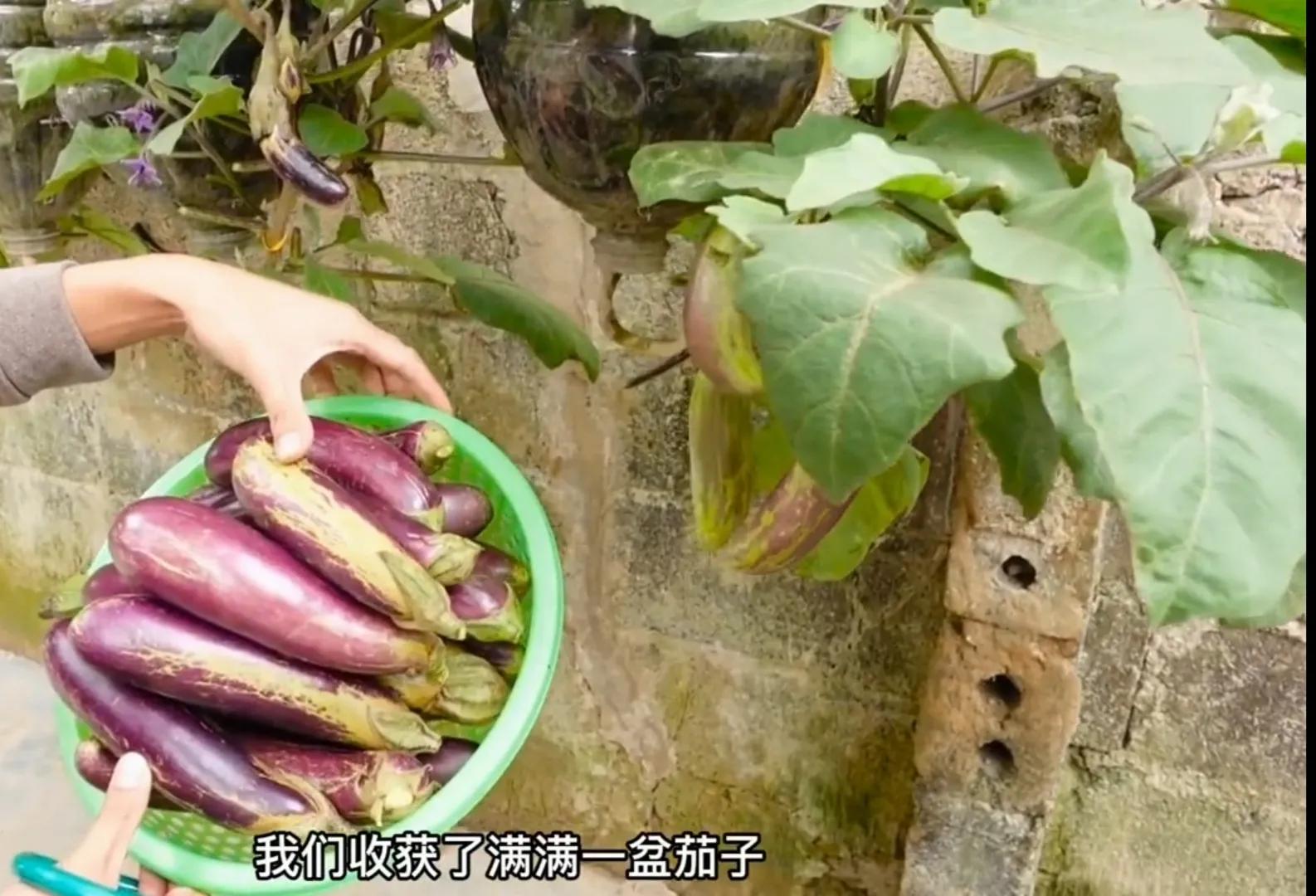 Grow Eggplant Upside Down Easy and Practical Tips for Growing Eggplant