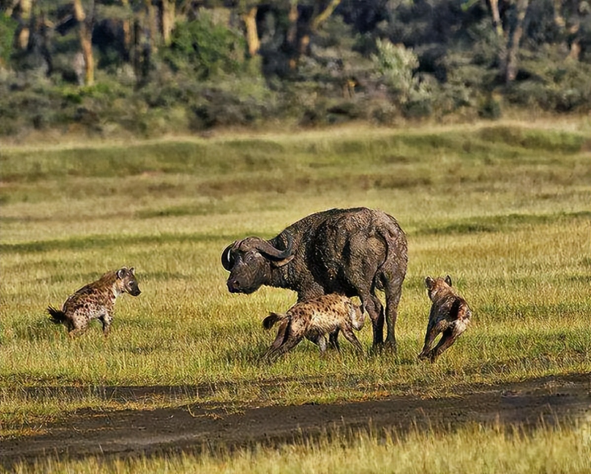 How do hyenas hunt their prey? - iNEWS