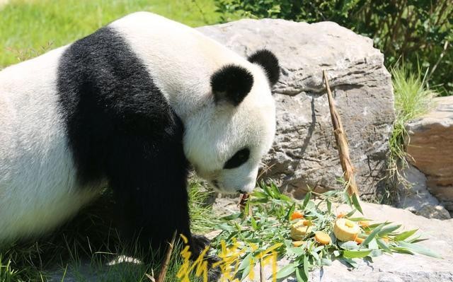 Panda Mid Fall