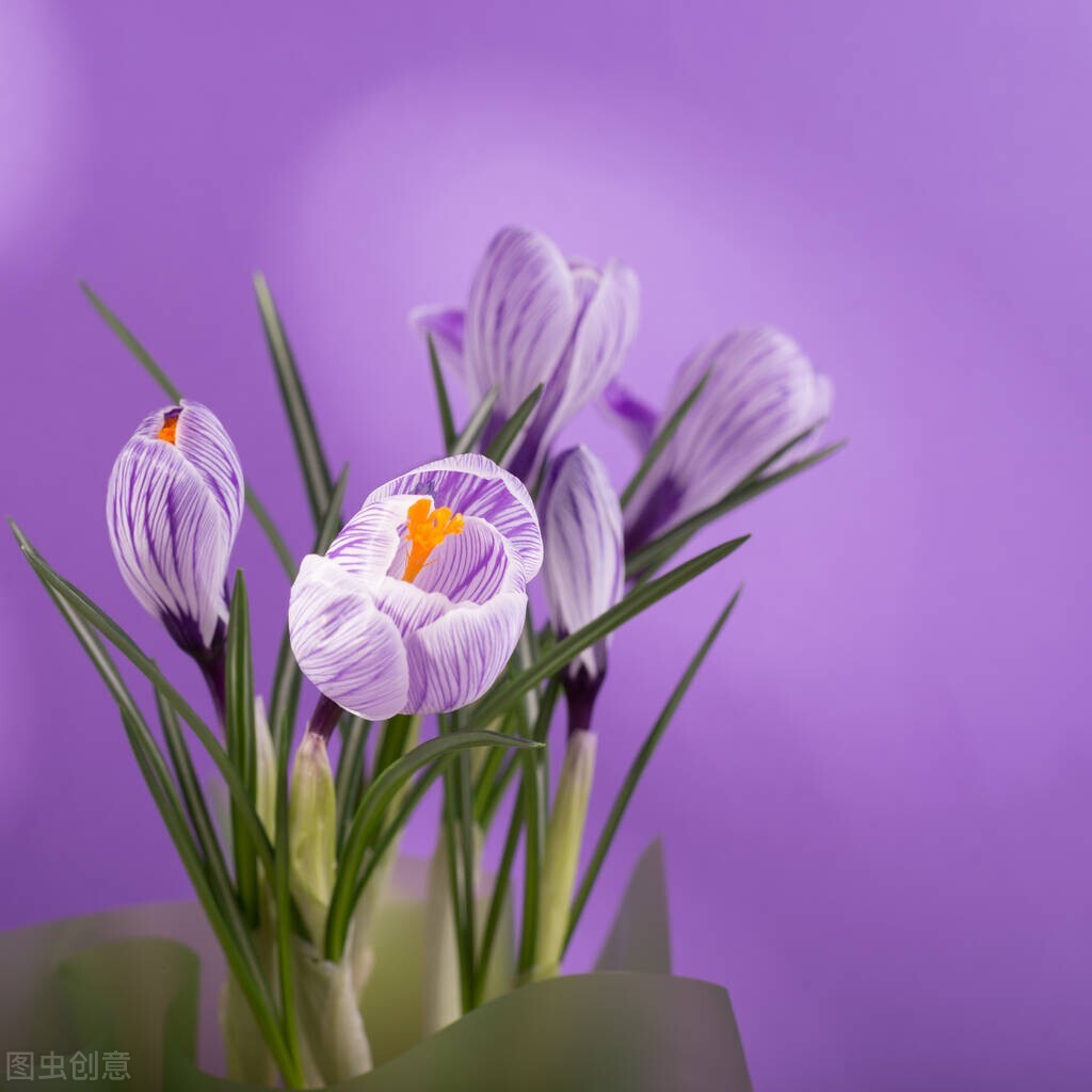 Tips for Growing Saffron Bulbs iNEWS