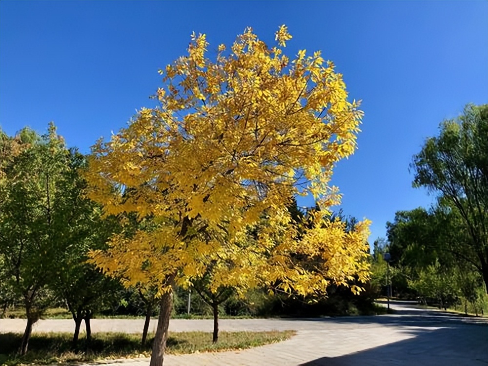 The whole strategy of ash tree bonsai maintenance, maintenance and ...